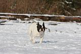 BOULEDOGUE FRANCAIS 943